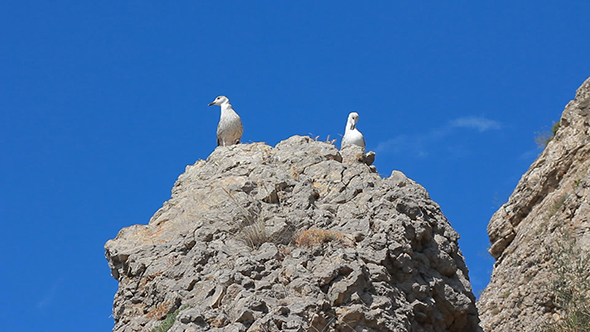 Bird Seagull on Rock