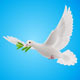 Fly Dove - GraphicRiver Item for Sale