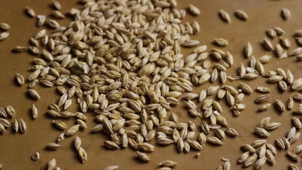 Rotating shot of barley and other beer brewing ingredients