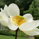 White Lotus In The Garden  - VideoHive Item for Sale