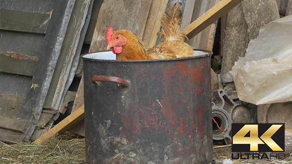 Hen in a Pot at Farm