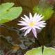 Purple Lotus in the Garden  - VideoHive Item for Sale