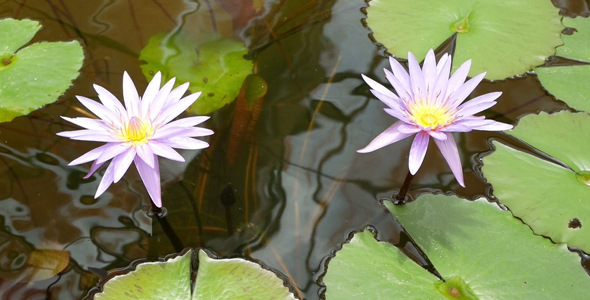 Purple Lotus in the Garden 