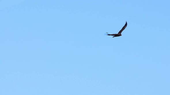 Bird of prey eagle flying in the sky with its big wings spread out