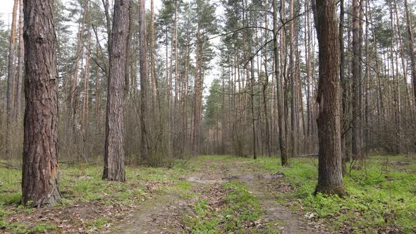 Road in the Forest During the Day Slow Motion