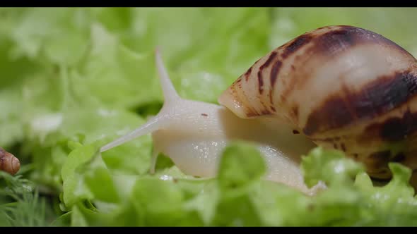 Akhata Snail Crawling on a Lettuce Leaf