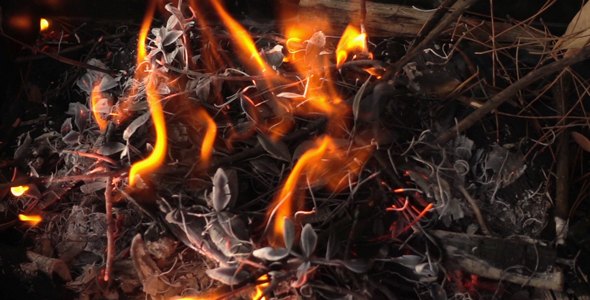 Barbecue Coal Fire 5