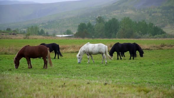 Group of Multicolored Icelandic Horses Graze in Pasture Iceland