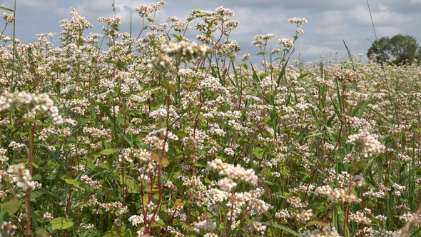 Buckwheat