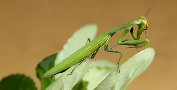 The Mantis Is Common On The Leaves Of Plants 1