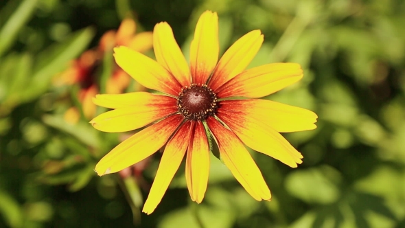 Yellow Flower With Long Petals Rudbeckia