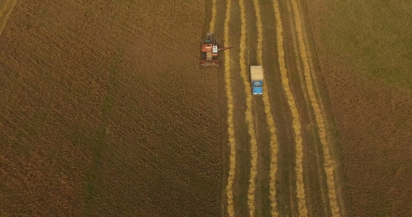 Combine Harvests Wheat Crop In a Field