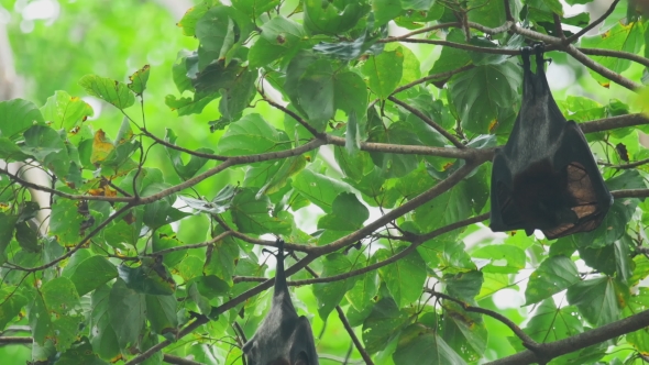 Flying Fox Hangs On a Tree Branch And Washes