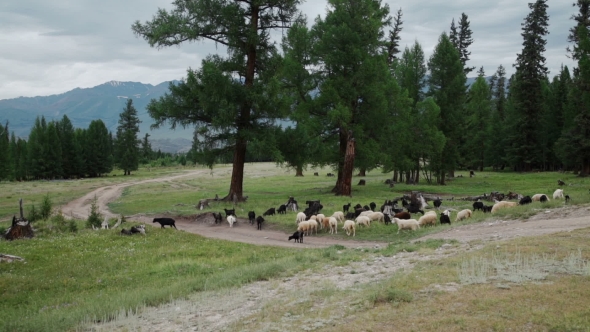 Countryside With Sheep. Landscape Mountain.