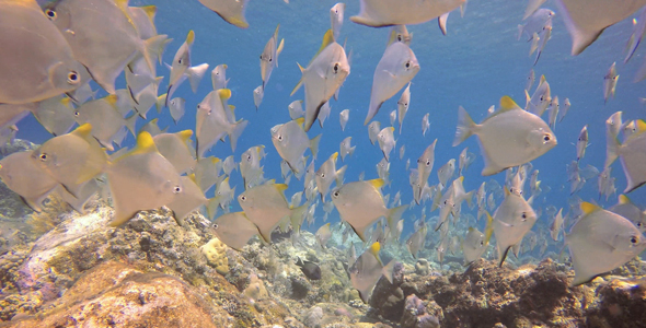 Bali Underwater