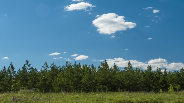 Clouds Moving Over The Forest Pine Spruce Sunny Day Cleaning Agriculture Farmers Cleaning