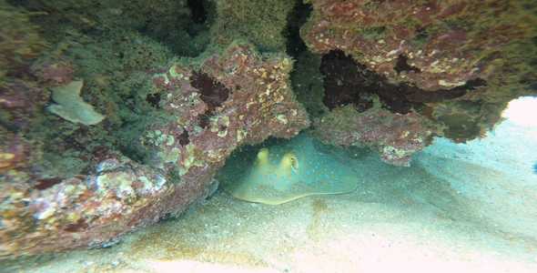 Bluespotted Ribbontail Ray