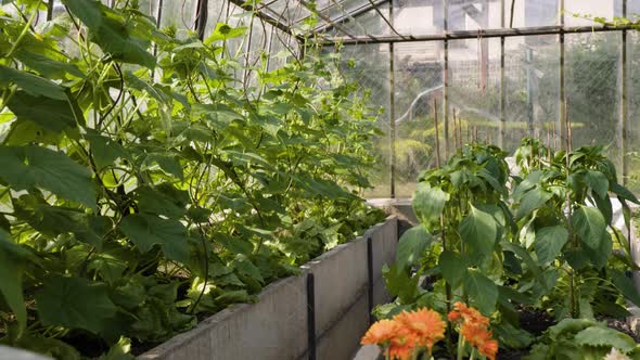 Plants (Fruits and Vegetables) Grown in Planter Boxes in a Greenhouse