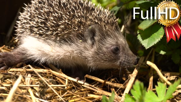 Young Hedgehog in the Bush Garden Roses