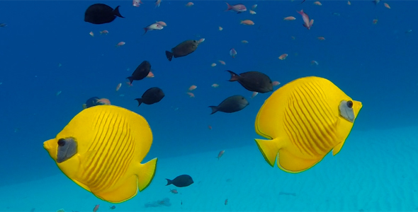 Underwater Colorful Tropical Fish Butterflyfish