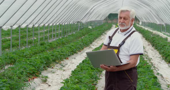 Mature Man Using Laptop While Standing on Strawberry Field