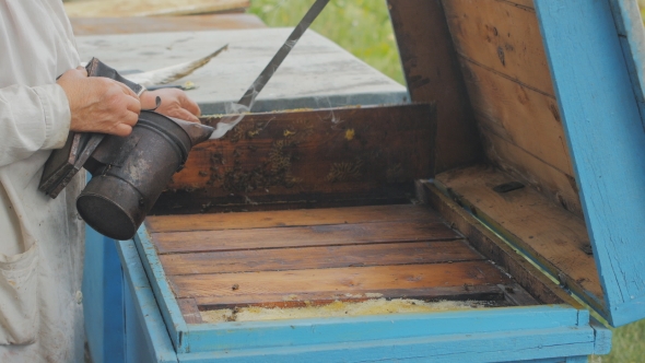 Beekeeper Gets Honeycomb From The Hive, Honey, Bees, Apiary 