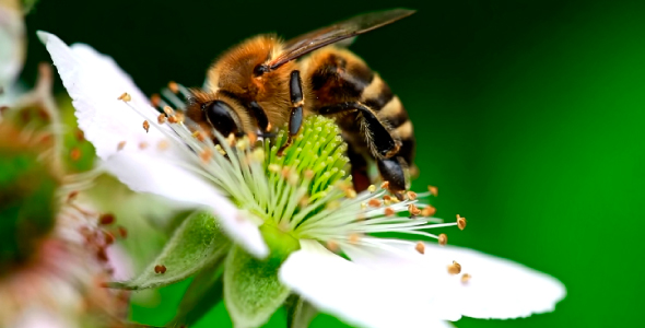 Bee on flower 06