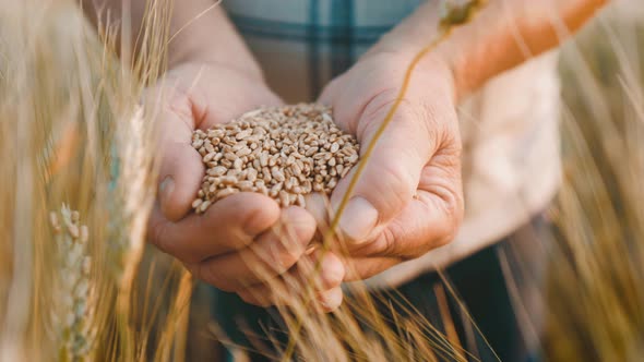 Agriculture Wheat Harvest