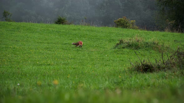 Fox looking for food on a green meadow