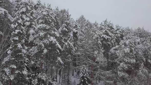 Pine Forest Under Snow in Winter