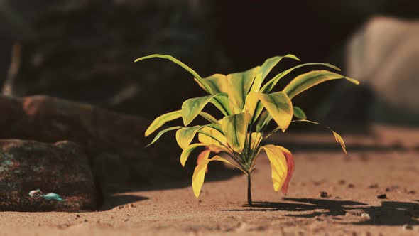 Green Plant at Sand Beach