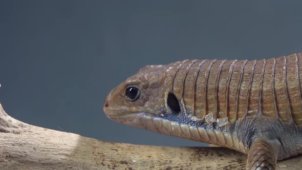 Sudan Plated Lizard - Gerrhosaurus Major on Wooden Snag at Black Background. Close Up