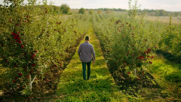 The Farmer Walks in the Middle of the Apple Orchard with Fresh and Ripe Apples