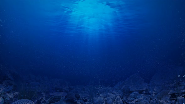 underwater view from the seabed