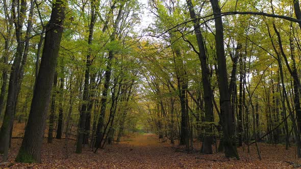 Yellow Leaves