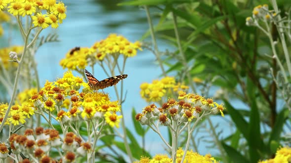 Butterfly Named Vanessa Cardui On Yellow Flowers 14