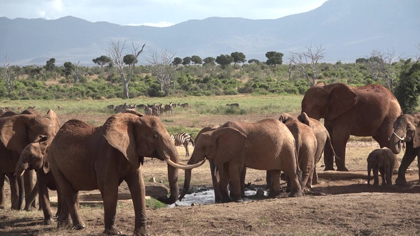 Family of Elephants on the Move. Wildlife in savanna, Kenya, Africa. African Elephants herd feeding