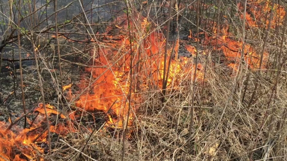 Fire Rages In Long Grass, Foreground