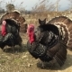 Large Black Turkeys, With Feathers - VideoHive Item for Sale