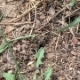 Anthill, Red Wood Ants . - VideoHive Item for Sale