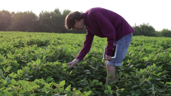 Young Farmer Checks For The Harvest On The Field With The Tablet.