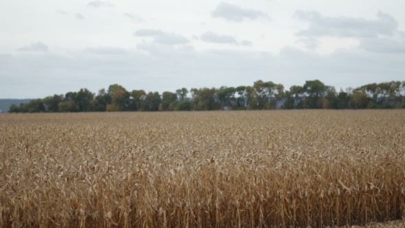 Agricultural Cornfield With Blue Cloudy Sky