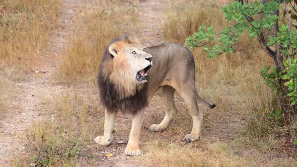 Wild Lions Pride in African Savannah Resting in the Morning Sunrise Rays