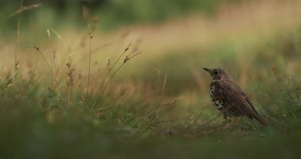 Song Thrush or Turdus Philomelos Stands on Path on Field