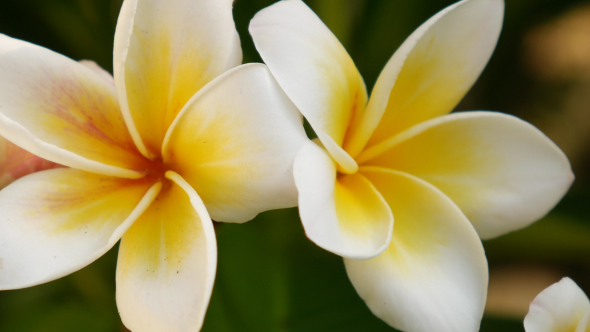 Pagoda Tree Flower_02