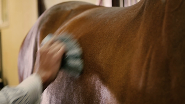 : Man Combing a Horse Shoulder