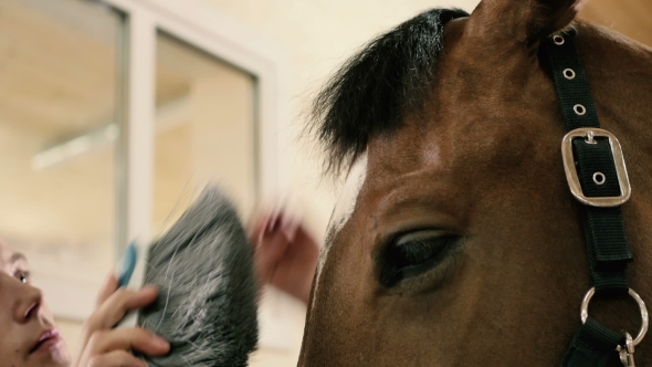 : Man Combing a Muzzle Horse