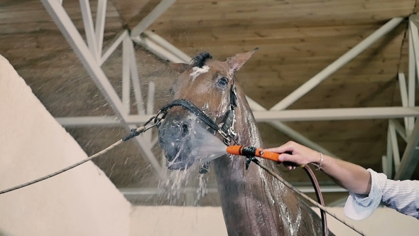 Man Cleaning The Muzzle Of The Horse