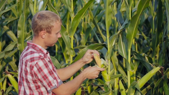 Young Farmer Checks The Ripening Corn