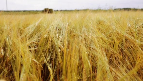 Cereal Field With Spikelets Of Ripe Rye Or Wheat